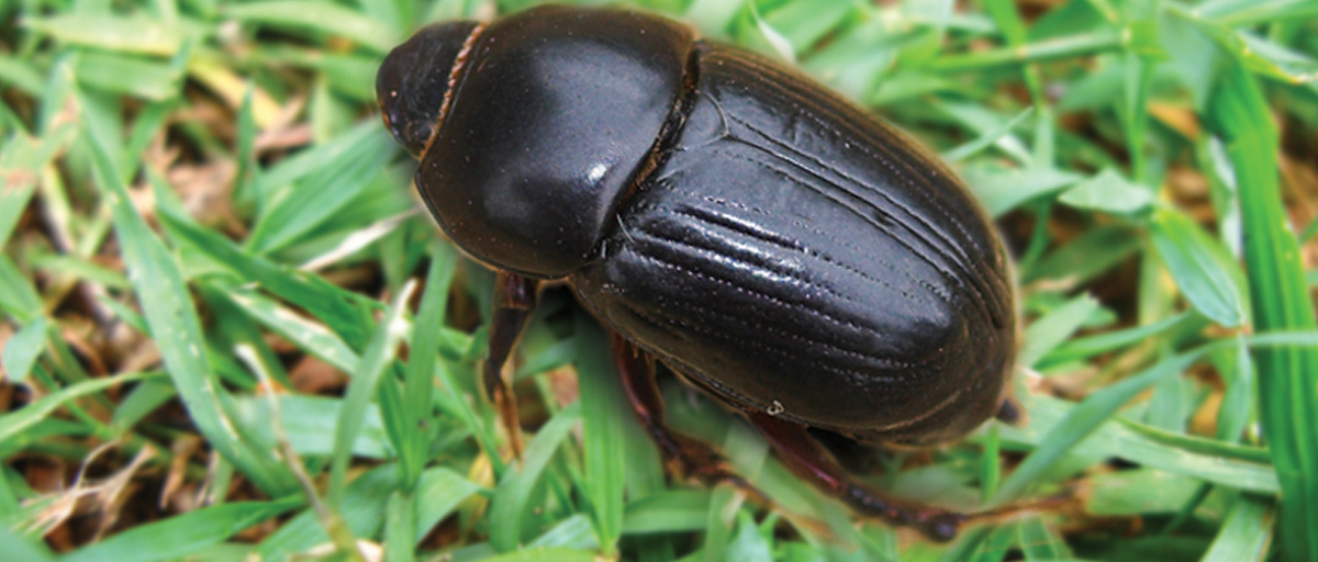 searles-control-african-black-beetle-treatment